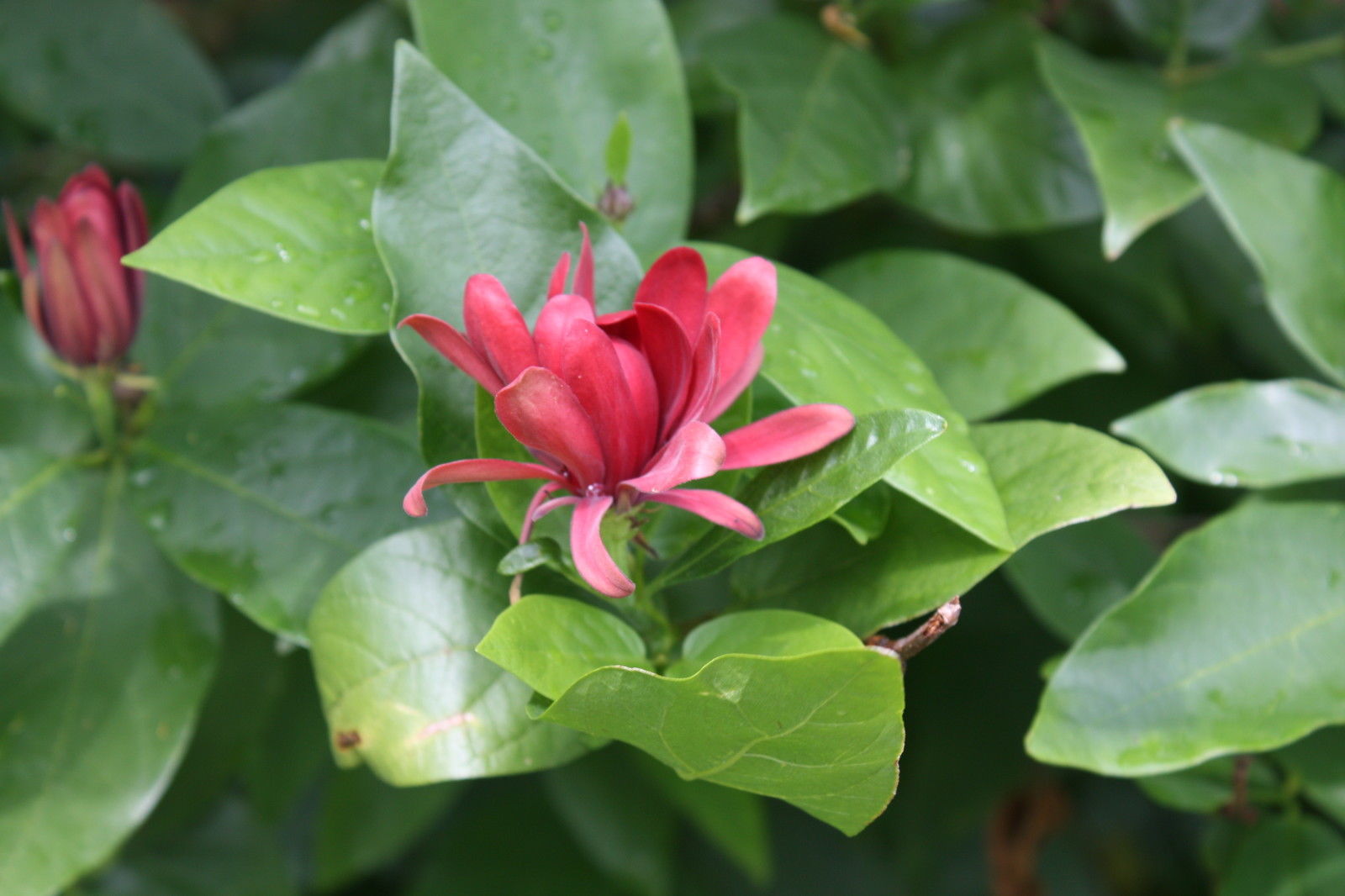 Carolina Allspice Tree, Calycanthus floridus, 5 Seeds Annual