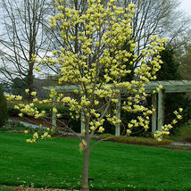 Yellow Bird Magnolia 2.5" pot image 4