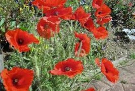 CORN POPPY 100+ SEEDS ORGANIC, BRILLIANT RED FLOWER, BEAUTIFUL RED BLOOMS - $3.26