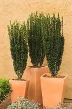 Sky Pencil Holly 2.5" pot image 2