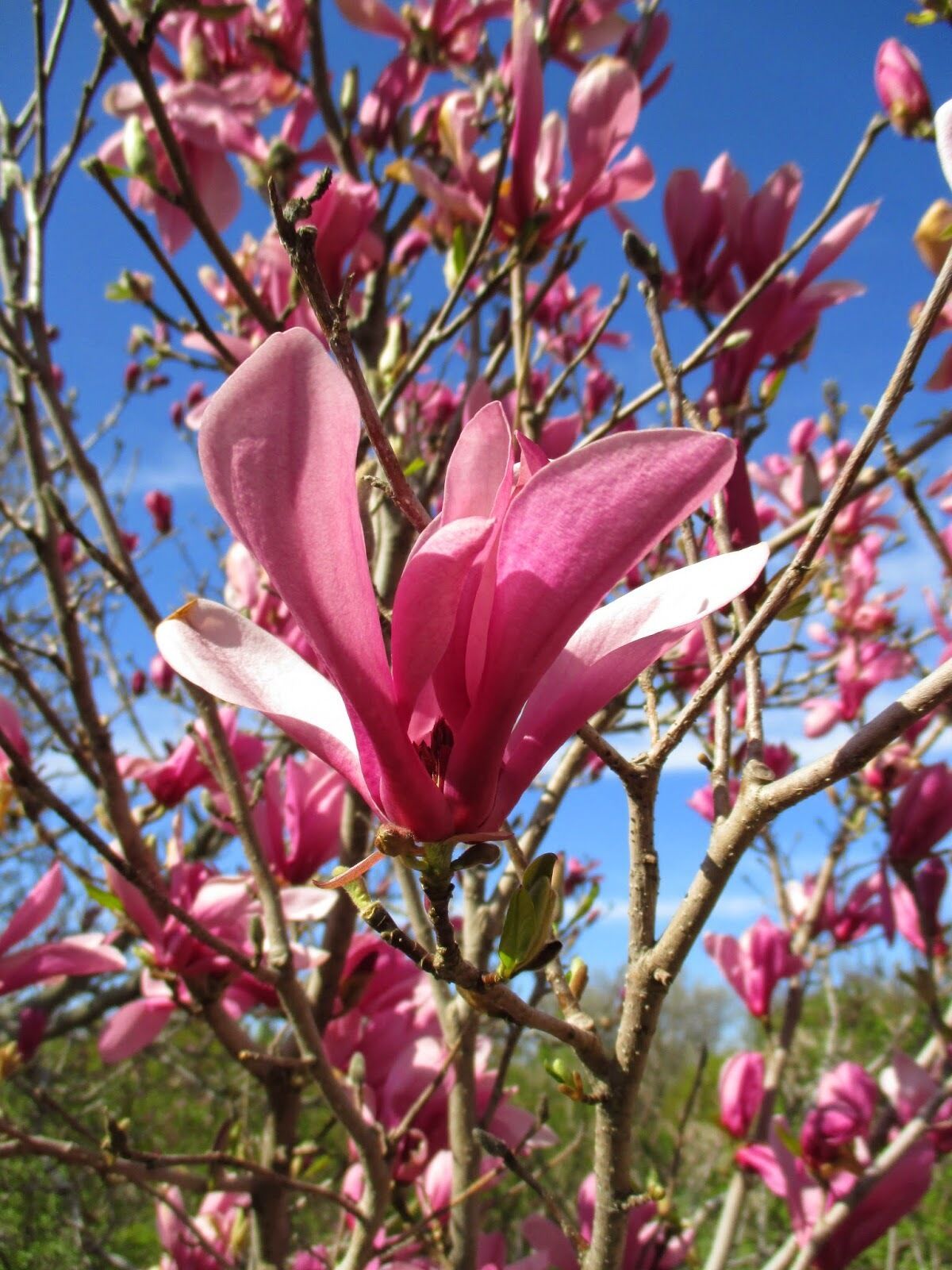 Live Plant Ann Magnolia Tree Established Rooted 1 Plant in 1 Gallon Other Plants & Seedlings