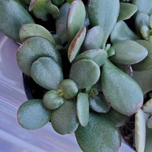 Baby Jade Plant, live 2 inch succulent, Crassula Ovata 'Baby Jade' image 2