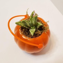 Mini Halloween Succulent Planters, set of 2, Pumpkin Jack O'Lantern Pots image 7