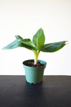 Tiny Musa Banana Tree - 4&quot; Pot  #NR - $21.99