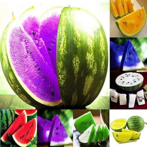 “ 10 PCS Rare Sweet Watermelon Seeds Fruit Seed Green Blue Purple White GIM “