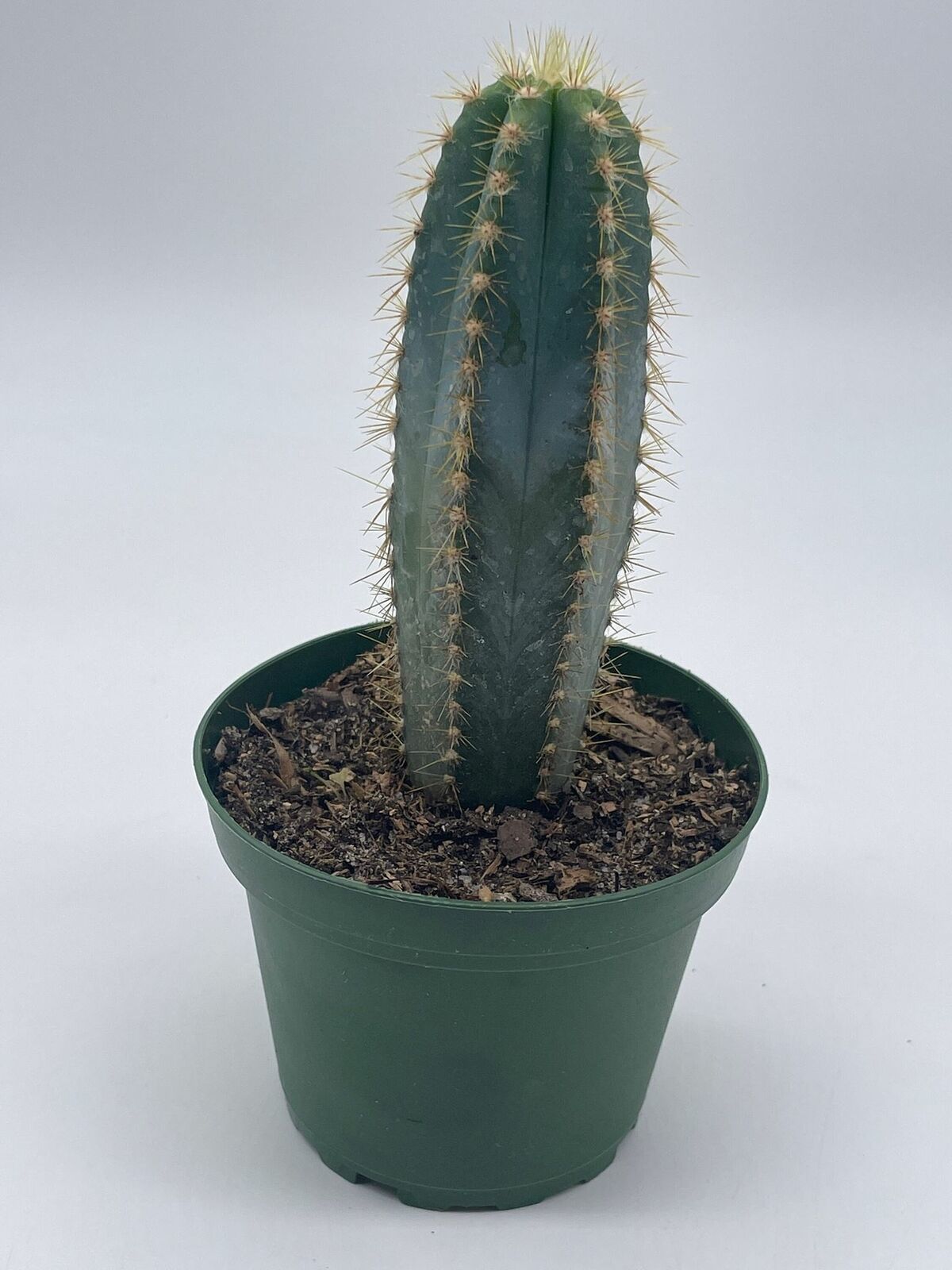 Blue Columnar Cactus, Pilosocereus pachycladus Cacti, Column cactus