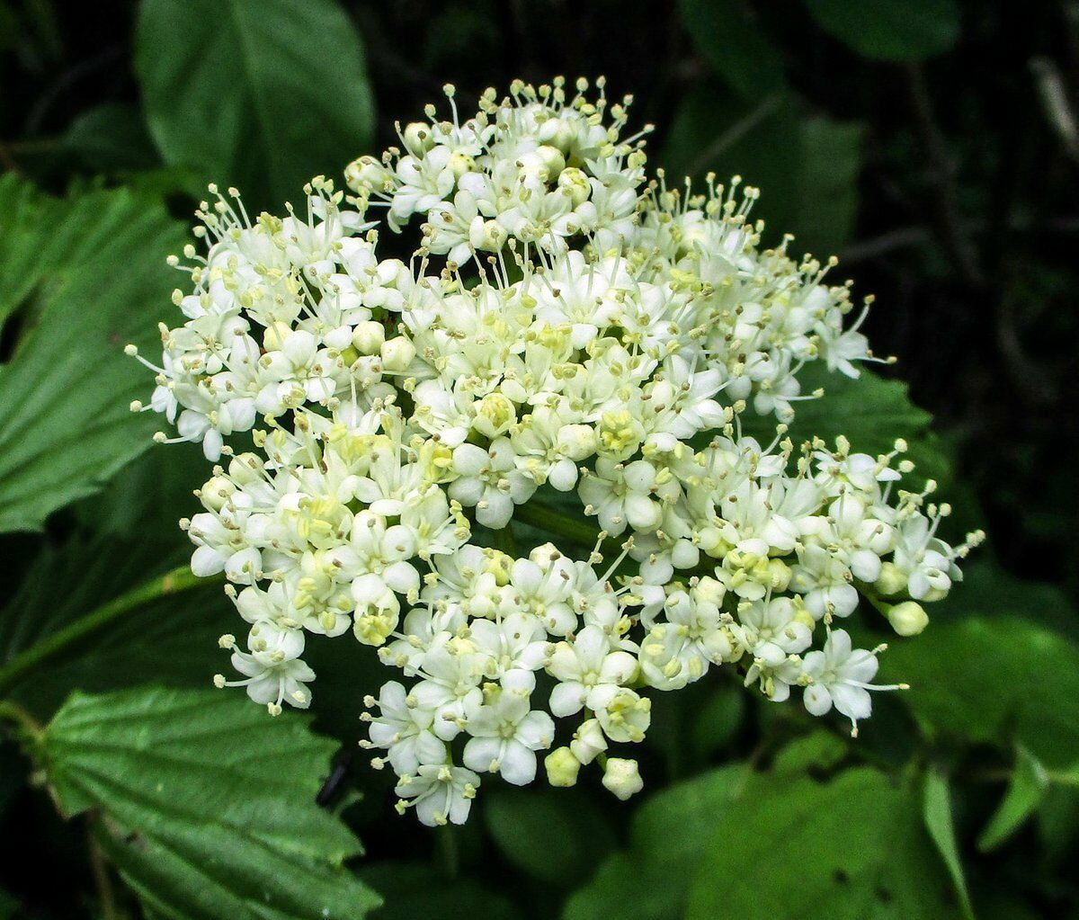 1 Gallon Trade Pot Established Arrowwood Viburnum Perennial Shrub 1