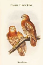 Ninox Forbesi - Forbes' Hawk-Owl - $19.97