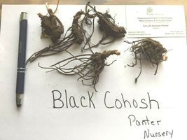 5 Black Cohosh bulb/root Bugbane, Black Snakeroot image 3