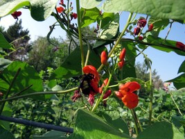 Emilee&#39;s Scarlet Runner Bean - ornamental and edible - $5.25