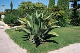 AGAVE FEROX, century plant hardy exotic succulent big aloe rare seed - 5... - $12.99