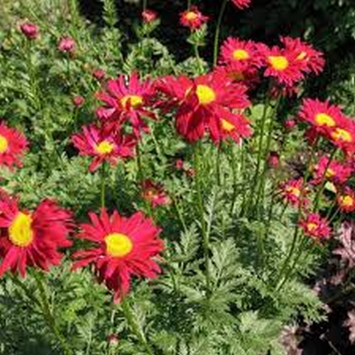 Chrysanthemum-Robinson- Red- 200 Seeds - Seeds