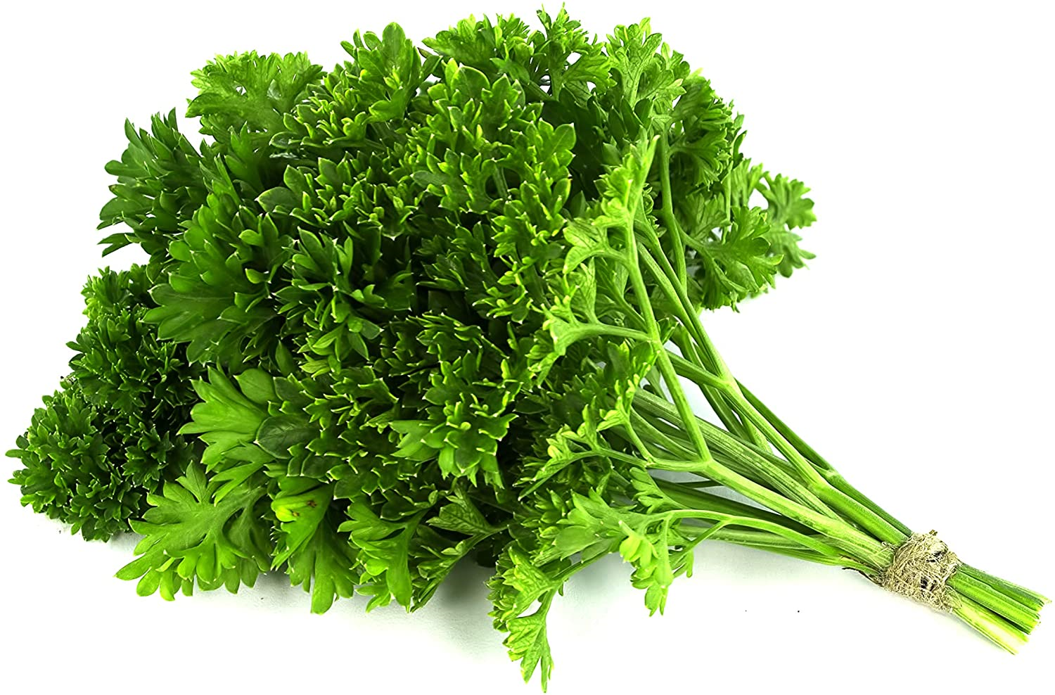 Parsley Triple Moss Curled Quality Seeds Pack (100% Heirloom/Non-Hybrid/Non-GMO)
