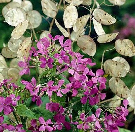 Silver Dollar Lunaria Biennis 50 seeds Money plant Showy CombSH J14 - Seeds