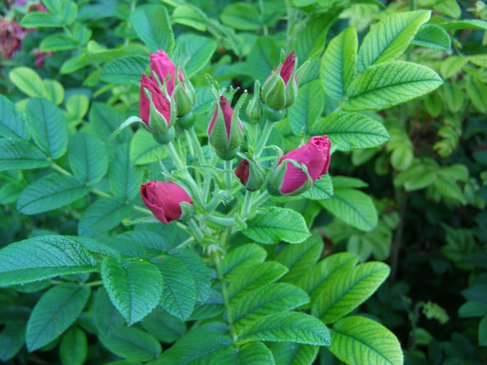 30 Red Rugosa Rose Rosa rugosa rubra Shrub Seeds (Fast, Hardy, Fragrant ...