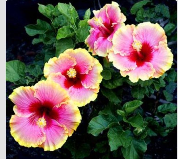 2 Seeds/lot Colors Dinnerplate Hibiscus/ Perennial Flower Color Easy to ...