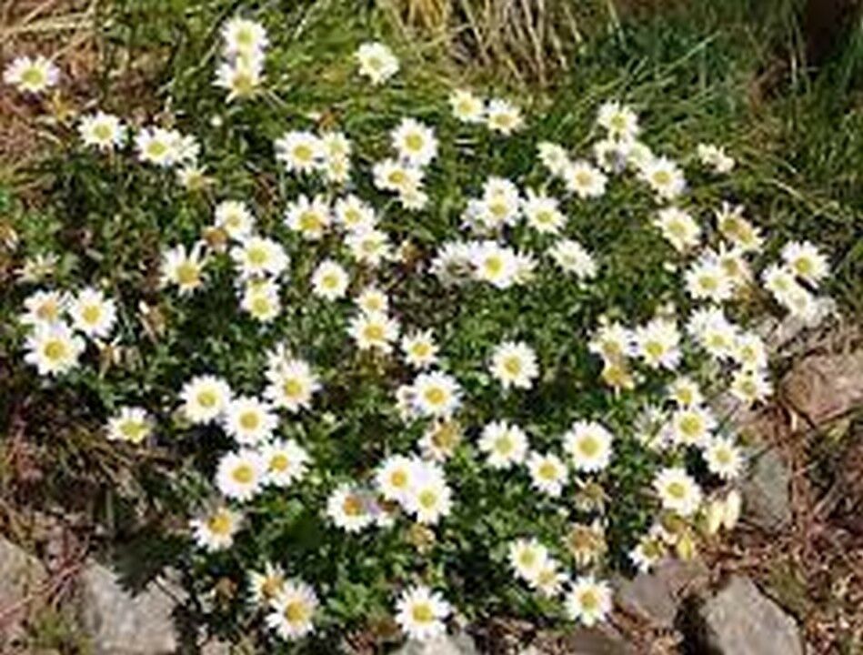 200 Pcs Creeping Daisy Flower Seeds #MNSS - Seeds & Bulbs