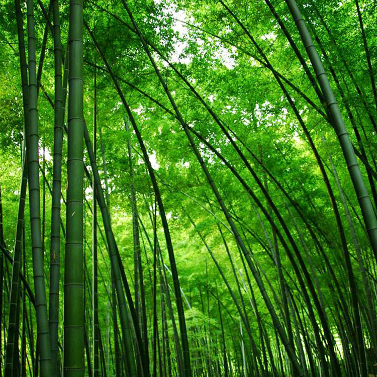 Black Bamboo Plants Seeds 29 Listings Fresh Moso Bamboo Seeds Phyllostachys Scens Giant Hardy Rare 60pcs 16 99