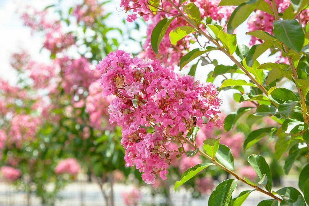 Miami Pink Crape Myrtle Trade Gallon Pot Live Plant Other Plants & Seedlings