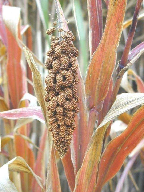 Japanese Millet Seeds (25 Seeds) and 50 similar items