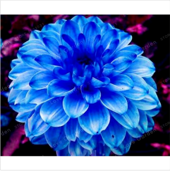 Blue Dahlia Flower Bulbs, Not Dahlia Seeds, Beautiful Flower 2,4,6,8