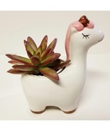 Live Succulent in Ceramic Unicorn Pot with Sedum Live Plant, White Horse... - $29.99