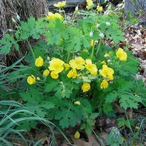 20 CELANDINE yellow POPPY bulb (Stylophorum eiphyllym image 3