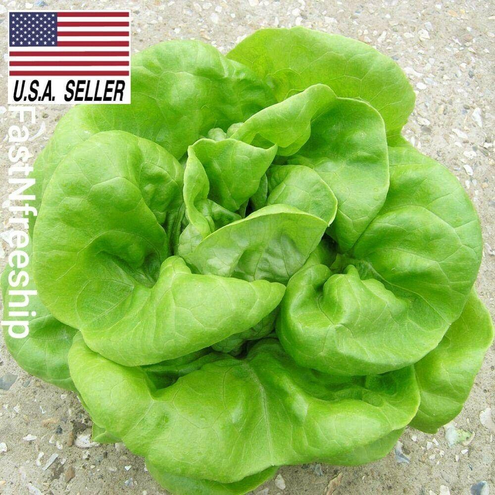 Buttercrunch Lettuce 1000 Seeds NONGMO Heirloom Vegetable USASELLER! Other Plants & Seedlings