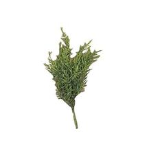 CWI Gifts Dill Leaves Bush, 15-Inch - $23.91