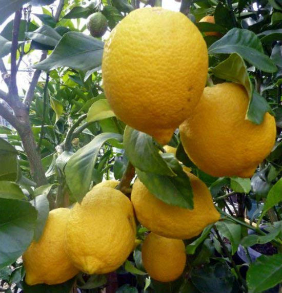 citrus ponderosa