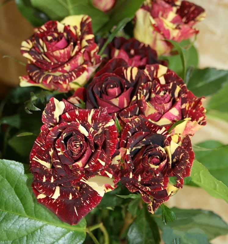 1 Professional pack, 200 Seeds / Pack, Black Dragon Rose Bush Flower