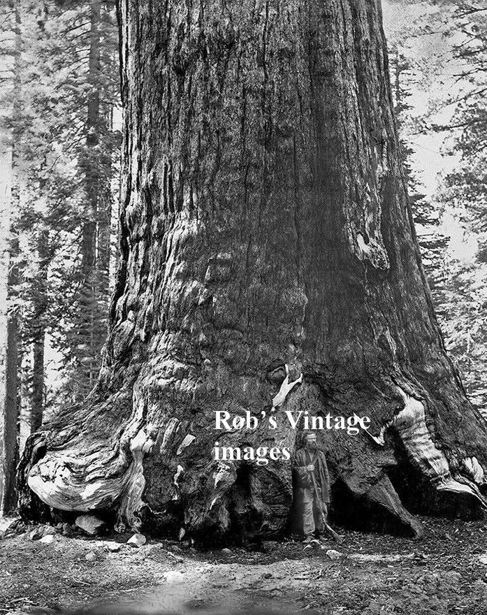 Vintage Redwood Sequoia Logging Photo Big Log man Standing In Tree California #2