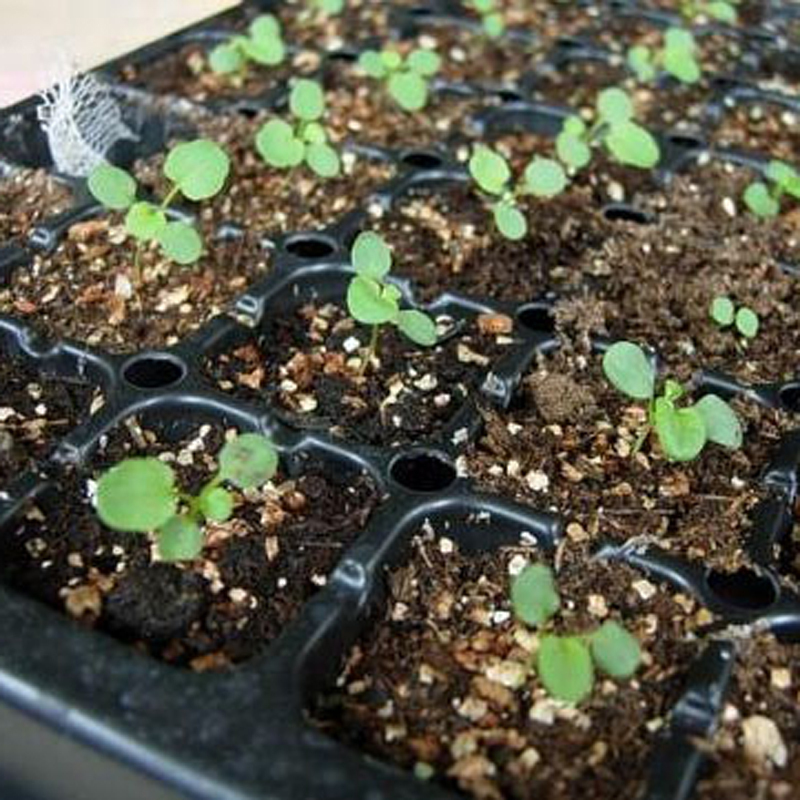 200 Seeds Mystic Rainbow Rose Bush Flower Seeds