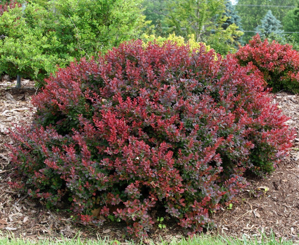 Crimson Pygmy Barberry Perennial Berberis Very Hardy 4 Pot Seeds And Bulbs