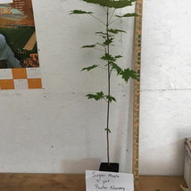 SUGAR MAPLE qt. pot image 3