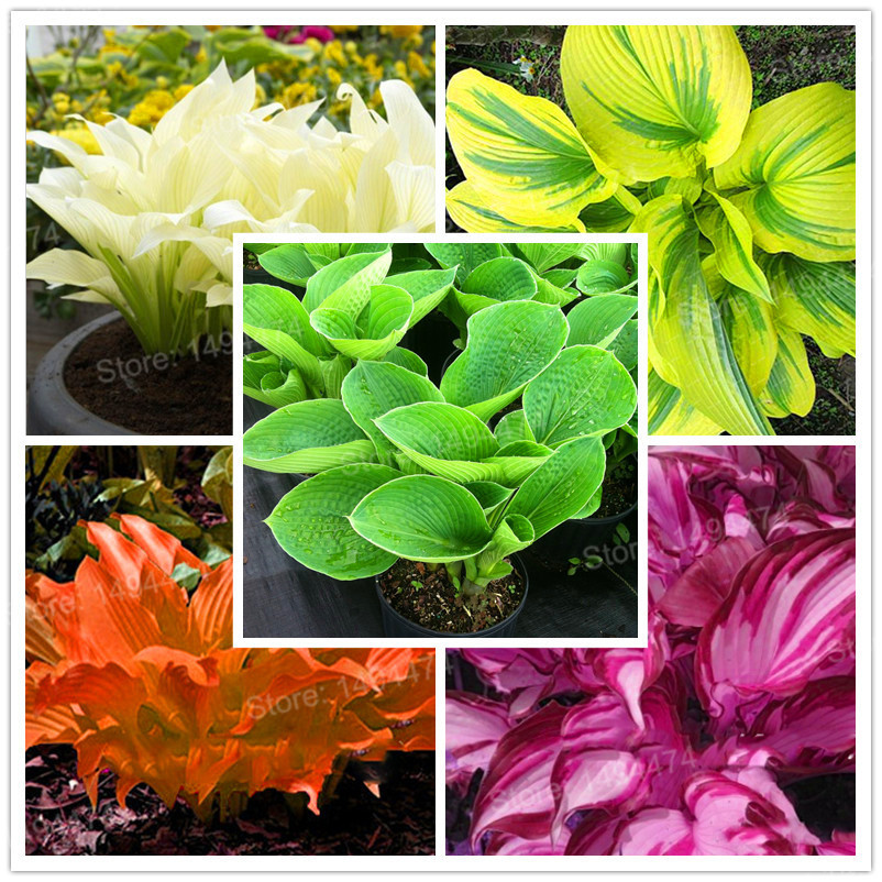 100 Seeds/bag mixed color Hosta plants,Hosta �Whirl Wind