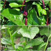 120 Malabar Spinach Mix Seeds; 60 red stem and 60 green stem seeds - $17.86