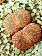50 Seeds L. Aucampiae Storms Snowcap Rare Mesembs Succulents Living Stones Seed - $19.95