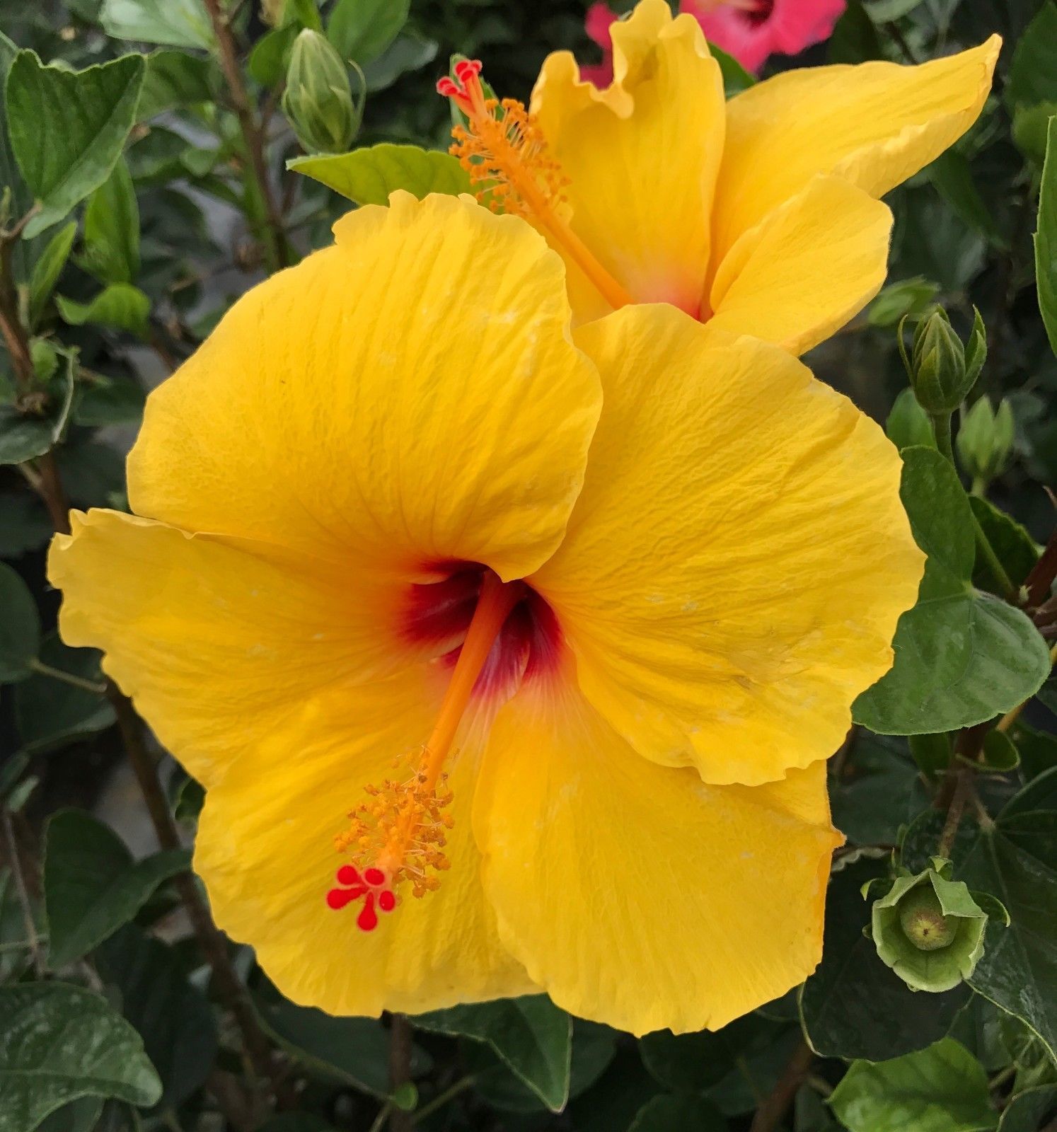 Hibiscus Yellow 'Tequila' Live Starter Plant - Bushes & Shrubs