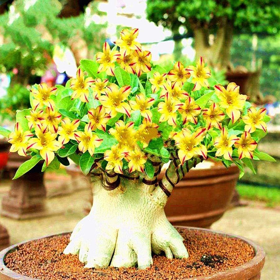 Yellow Adenium Red Stripe Desert Rose 2 Seeds bonsai short single ...