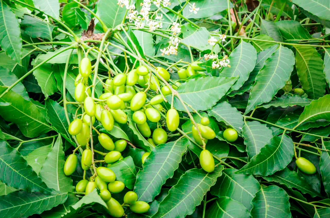 Neem Tree 20 Seeds, Azadirachta indica Tree Seeds, Medicinal Neem Tree ...