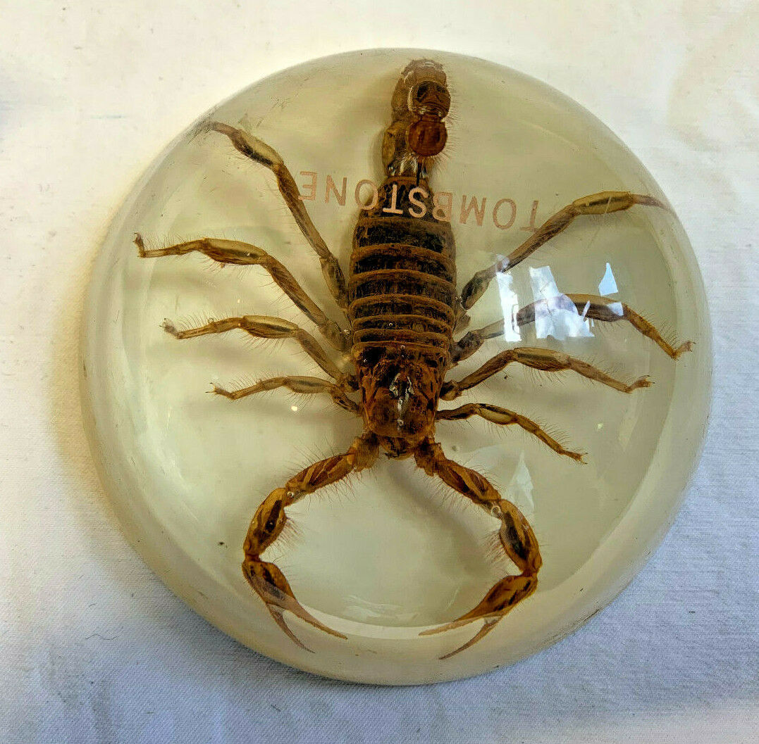 Large Scorpion Tombstone Paperweight Predator Arachnid Athropod Desk ...