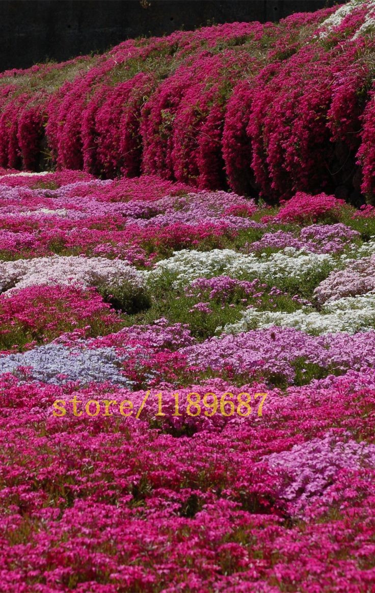 100 pcs PInk Rock Cress Aubrieta Cascade Seed, best ground cover DIY ...