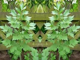SHIP FROM US 10,000 Lovage Culinary Herb Seeds, ZG09 - $45.16