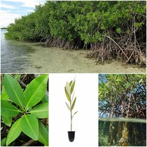 3 Black Mangrove Seedling Avicennia Germinans Large Live Saltwater Plant JG - $63.99