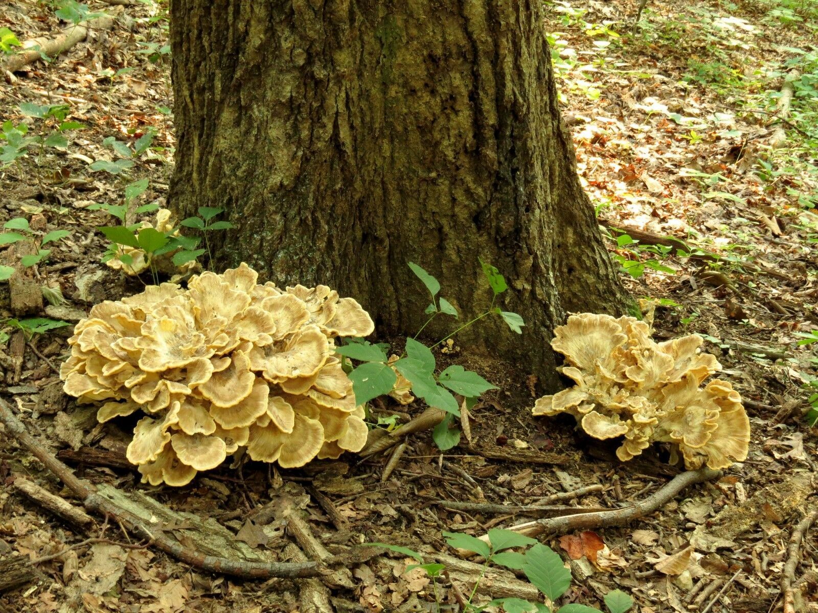 20 Fresh MAITAKE Grifola Frondosa Mushroom Plugs Dowels Spawn Spores