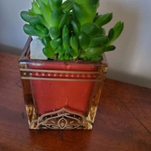Succulent in Glass Candle Holder, Haworthia Obtusa in Upcycled Planter image 5