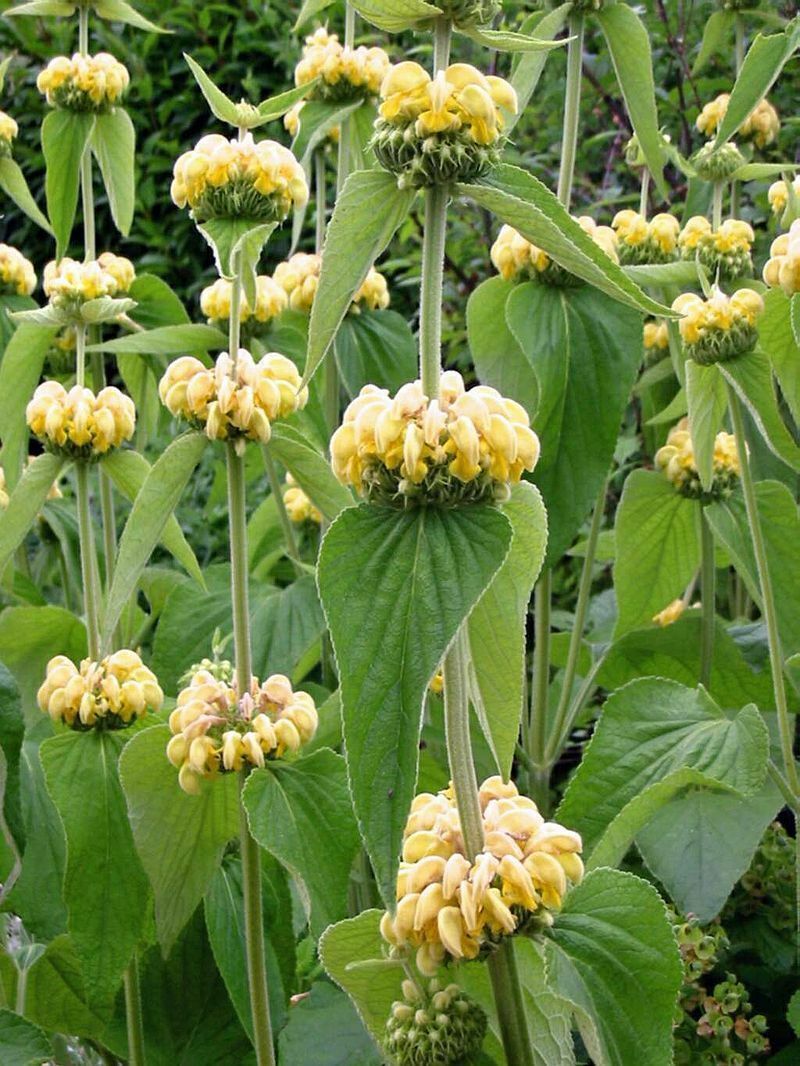 PHLOMIS RUSSELIANA, 60 SEEDS, YELLOW FLOWERS, JERUSALEM SAGE, UNIQUE