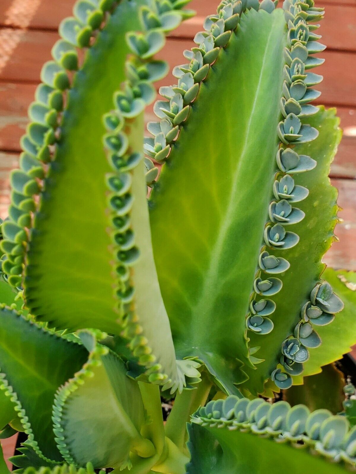 Beautiful Kalanchoe Laetivirens succulent cactus plant