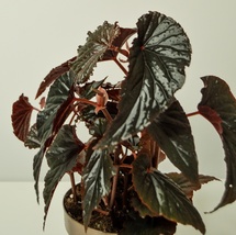 Live Starter Plant Rare Angel Wing Begonia Lynda Dawn - $24.49